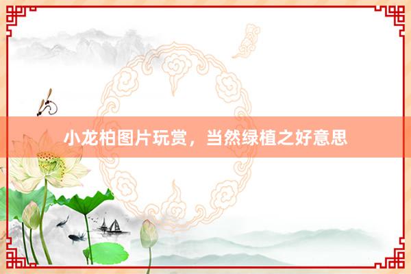 小龙柏图片玩赏，当然绿植之好意思